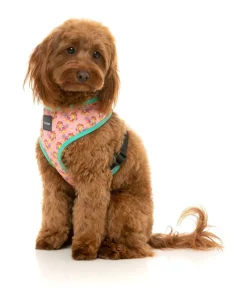 FuzzYard Two-Cans - Harness