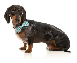 FuzzYard Wakey Wakey - Bowtie