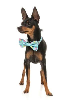 FuzzYard Wakey Wakey - Bowtie