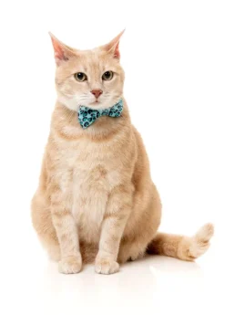 FuzzYard Wild One Aqua - Cat Fashion Pack