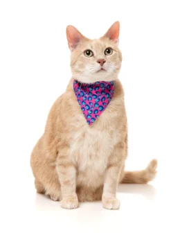 FuzzYard Wild One Bubblegum - Cat Fashion Pack