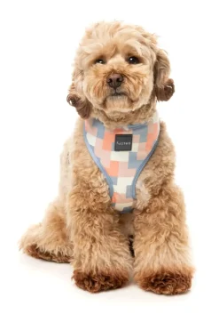 FuzzYard Yazd - Dog Harness