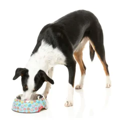 FuzzYard You Drive Me Glazy - Easy Feeder Bowl