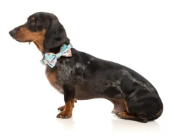 FuzzYard You Drive Me Glazy Bowtie